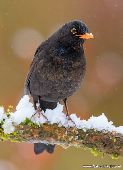 Postkarte Amsel im Schnee