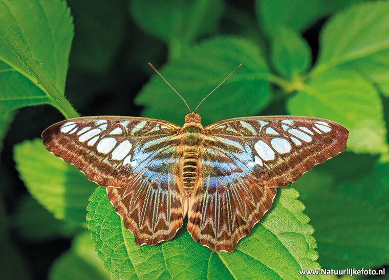Postkarte Brauner Segelfalter