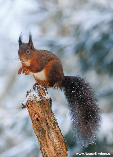 Postkarte Eichhörnchen im Schnee