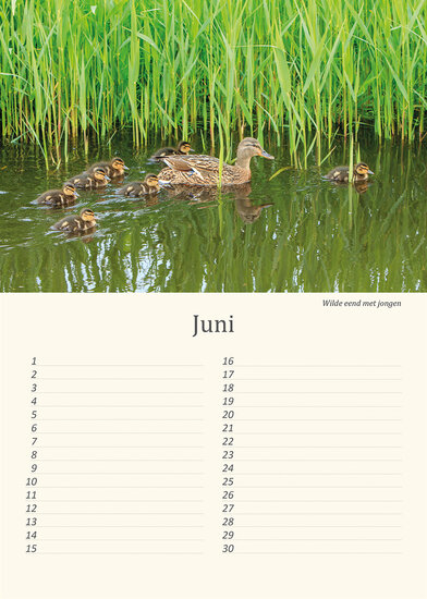 Geburtstagskalender Wiesenvögel