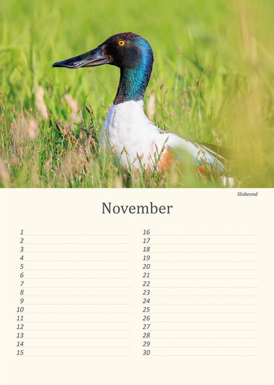 Geburtstagskalender Wiesenvögel