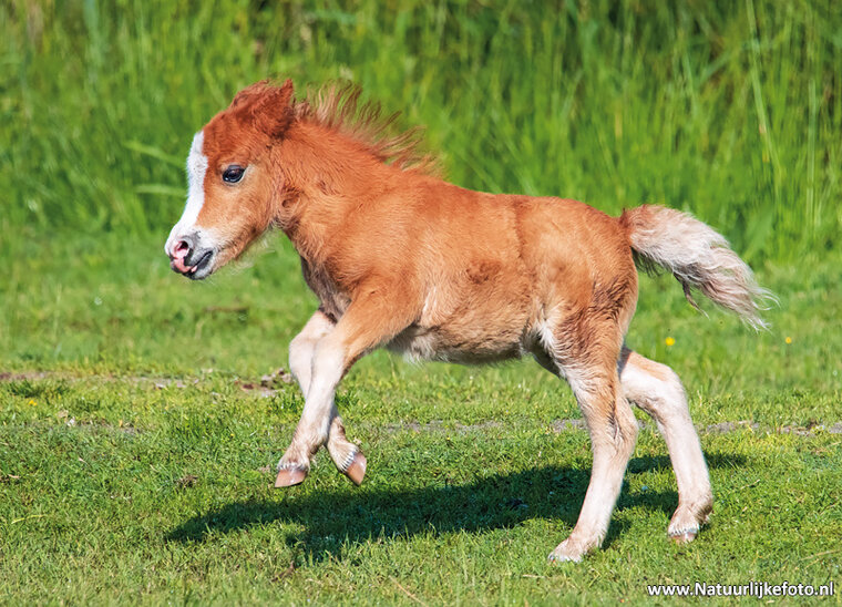 Postkarte Shetland pony
