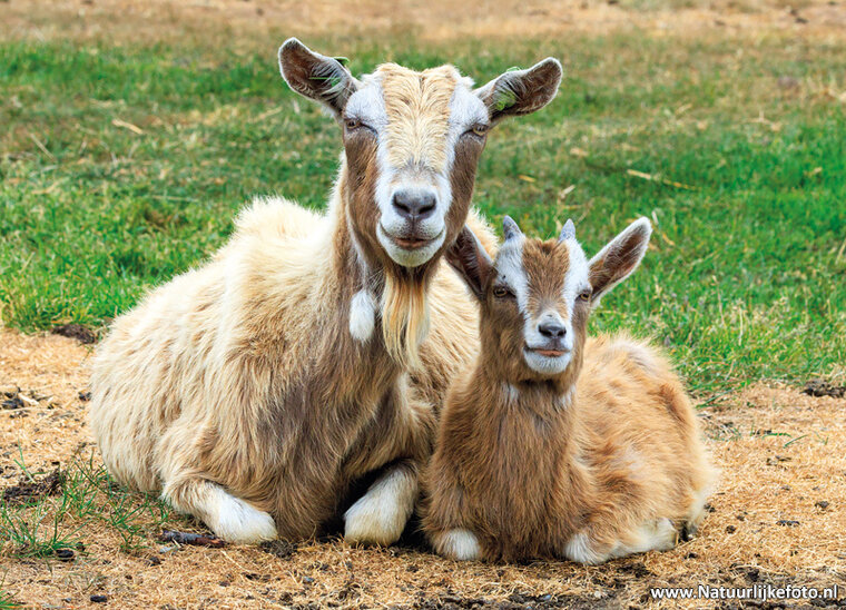 Postkarte Ziegen