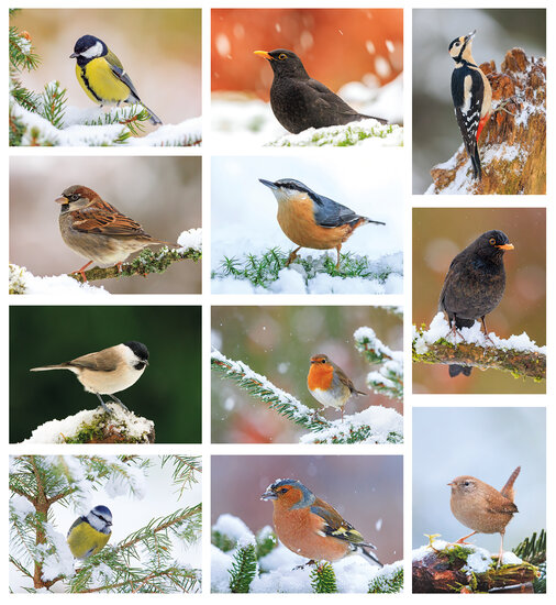 Vogelkarten