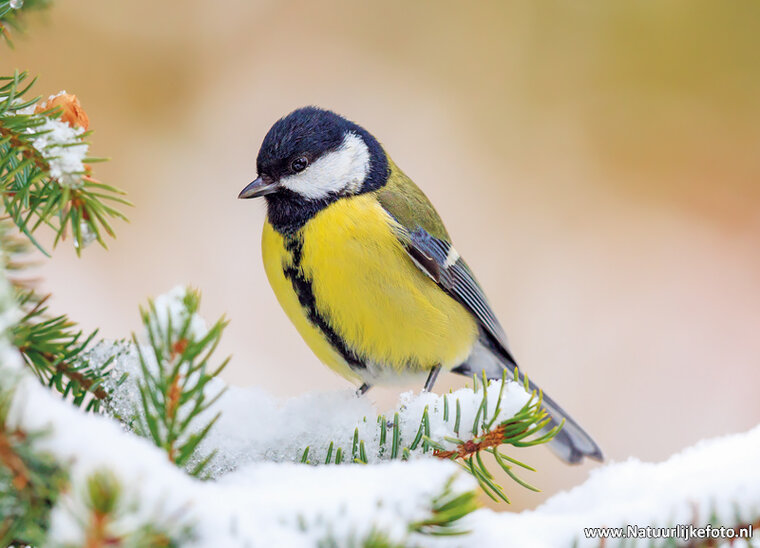 Vogelkarten