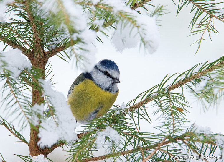 Vogelkarten