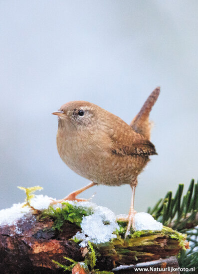 Vogelkarten