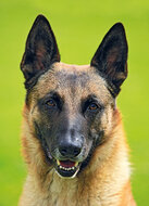 Hundepostkarten - Hunde karten