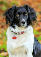 Hundepostkarten - Hunde karten