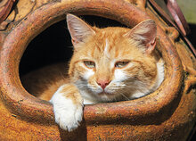 Postkarten Set Katzen - 8 Postkarten mit Katzen Motive  (nr. 128)