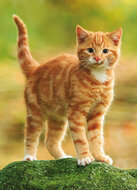 Postkarten Set Katzen - 8 Postkarten mit Katzen Motive  (nr. 128)