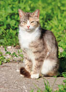 Postkarten Set Katzen - 8 Postkarten mit Katzen Motive  (nr. 128)