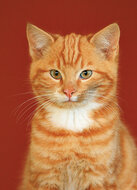 Postkarten Set Katzen - 8 Postkarten mit Katzen Motive  (nr. 128)