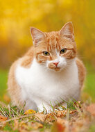 Postkarten Set Katzen - 8 Postkarten mit Katzen Motive  (nr. 128)