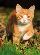 Postkarten Set Katzen - 8 Postkarten mit Katzen Motive  (nr. 128)