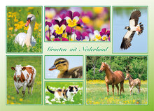 Postkarten Set Groeten uit Nederland - Set mit 12 Postkarten (nr. 130)