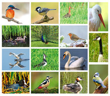 Vögel Postkarten Set - 15 Postkarten mit Vogelmotive (nr. 24)
