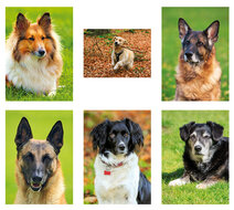 Hundepostkarten - Hunde karten