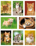 Postkarten Set Katzen - 8 Postkarten mit Katzen Motive  (nr. 128)