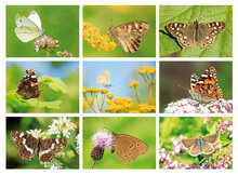 Postkarten Set Schmetterlinge - 9 Postkarten mit Schmetterling Motive (nr. 097)