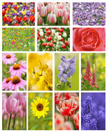 Blumen Postkarten - 14 Postkarten mit Blumenmotive (set nr. 44)