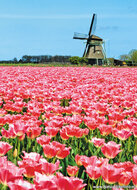Postkarten Nord-Holland