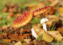 Herbst Postkarten Set - 15 Postkarten mit Herbstmotive (nr. 020)