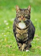 Postkarten Set Katzen - 7 Postkarten mit Katzenmotive (nr. 49)