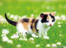 Postkarten Set Katzen - 7 Postkarten mit Katzenmotive (nr. 49)