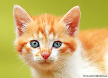 Postkarten Set Katzen - 7 Postkarten mit Katzenmotive (nr. 49)