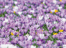 Blumen Postkarten - 14 Postkarten mit Blumenmotive (set nr. 44)