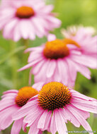 Blumen Postkarten - 14 Postkarten mit Blumenmotive (set nr. 44)