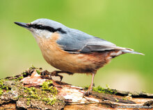 Waldvögel Postkarten Set - 12 Postkarten mit Vogelmotive (set nr. 60)