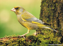 Waldvögel Postkarten Set - 12 Postkarten mit Vogelmotive (set nr. 60)