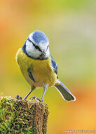 Waldvögel Postkarten Set - 12 Postkarten mit Vogelmotive (set nr. 60)