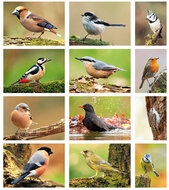 Waldvögel Postkarten Set - 12 Postkarten mit Vogelmotive (set nr. 60)