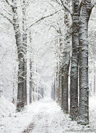 Postkarten Winter - Set mit 11 Postkarten mit Wintermotive (nr.117)