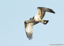 Postkarten Set Greifvögel und Eulen - 8 Postkarten mit Vogelmotive (nr. 120)