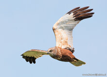 Postkarten Set Greifvögel und Eulen - 8 Postkarten mit Vogelmotive (nr. 120)