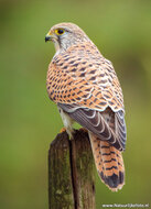 Postkarten Set Greifvögel und Eulen - 8 Postkarten mit Vogelmotive (nr. 120)