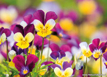 Postkarten Set Blumen - 10 Postkarten mit Blumenmotive (nr. 121)