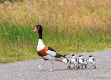 Postkarten Set Wasservögel - 9 Postkarten mit Vogelmotive (nr.106)
