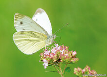 Postkarten Set Schmetterlinge - 9 Postkarten mit Schmetterling Motive (nr. 097)