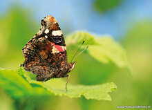 Postkarten Set Schmetterlinge - 9 Postkarten mit Schmetterling Motive (nr. 097)