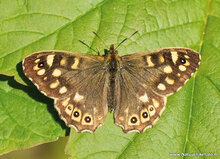Postkarten Set Schmetterlinge - 9 Postkarten mit Schmetterling Motive (nr. 097)