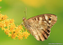 Postkarten Set Schmetterlinge - 9 Postkarten mit Schmetterling Motive (nr. 097)