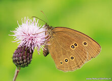 Postkarten Set Schmetterlinge - 9 Postkarten mit Schmetterling Motive (nr. 097)