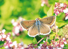 Postkarten Set Schmetterlinge - 9 Postkarten mit Schmetterling Motive (nr. 097)