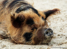 Tierpostkarten Set Tiere auf dem Bauernhof - 11 Postkarten mit Tiermotive (nr.102)