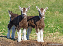 Tierpostkarten Set Tiere auf dem Bauernhof - 11 Postkarten mit Tiermotive (nr.102)